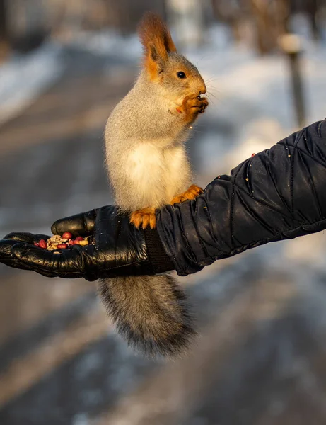 Ardilla Sienta Una Mano Come Una Nuez Invierno — Foto de Stock