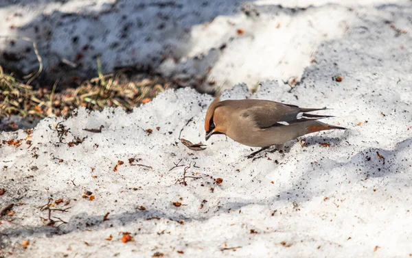 Bombycilla Pájaro Invierno Árboles Nevados Paisaje Natural — Foto de Stock