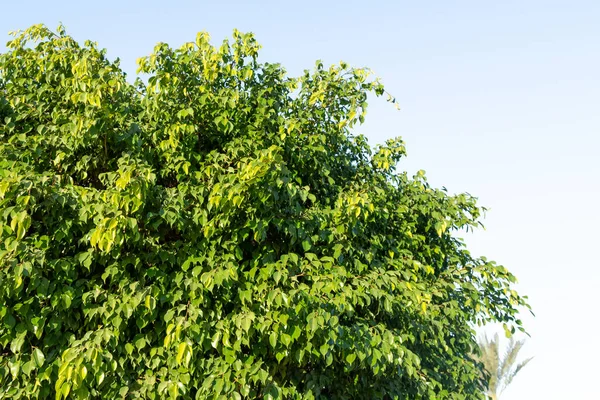 Green leaves of a ficus tree on a background of blue sky. Spring nature landscape.