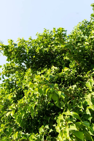 Gröna Blad Ett Fiktivt Träd Bakgrund Blå Himmel Vårens Naturlandskap — Stockfoto