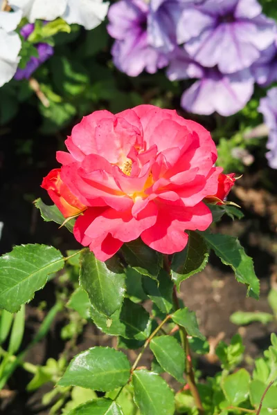 Jasny Kwiat Róży Rośnie Ogrodzie Natury — Zdjęcie stockowe