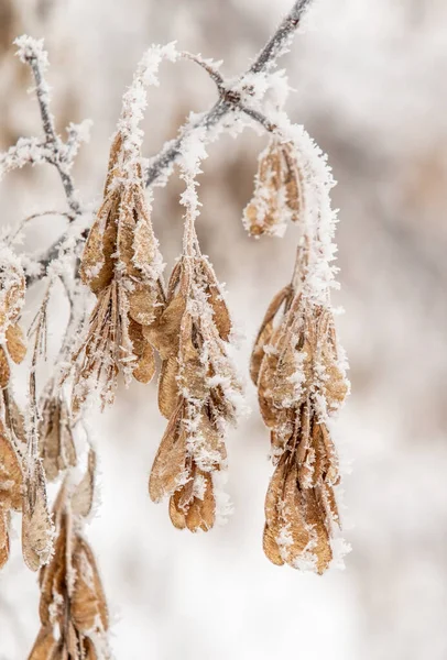 Жовте Сухе Кленове Насіння Дереві Зимовому Пейзажі — стокове фото