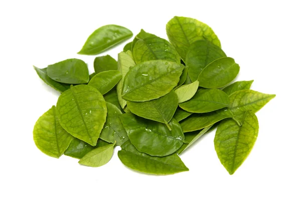 Frische Grüne Teeblätter Wassertropfen Sind Auf Weißem Hintergrund Isoliert — Stockfoto