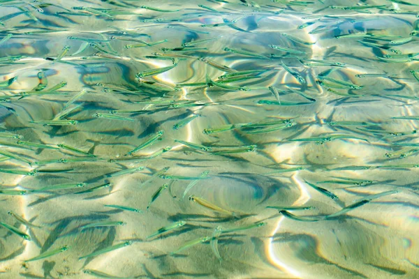 Peces Pequeños Agua Mar Transparente Fondo Peces Mar —  Fotos de Stock