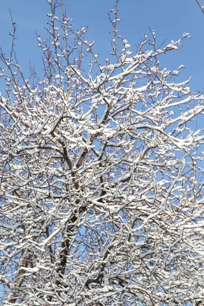 Boom Takken Sneeuw Tegen Een Blauwe Lucht Winterlandschap — Stockfoto