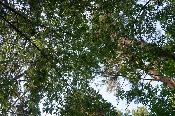 青い空に対して緑の木の枝 下から空への木の景色 — ストック写真