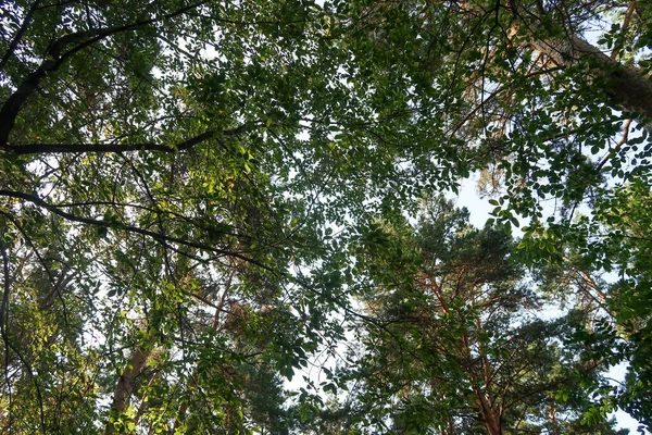 Des Branches Arbres Verts Contre Ciel Bleu Vue Sur Arbre — Photo