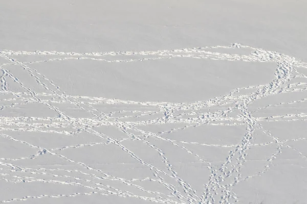 Fußweg Schnee Fußabdrücke Eines Mannes Auf Weißem Schneebedecktem Hintergrund — Stockfoto