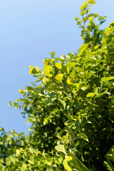 蓝天的背景上 绿叶覆盖着菲胡斯树 春天的自然景观 — 图库照片