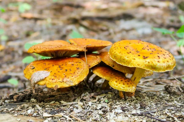 Autunno Funghi Crescono Nella Foresta Primo Piano — Foto Stock