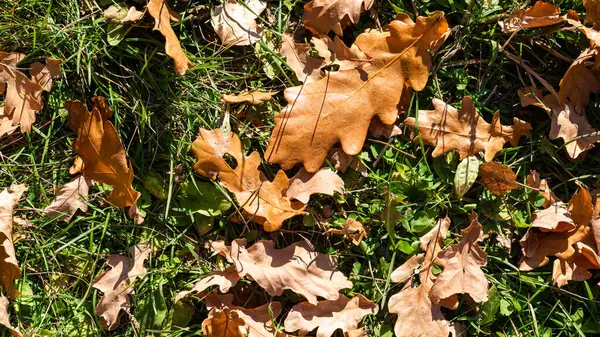 Foglie Secche Quercia Gialla Erba Verde Autunno — Foto Stock