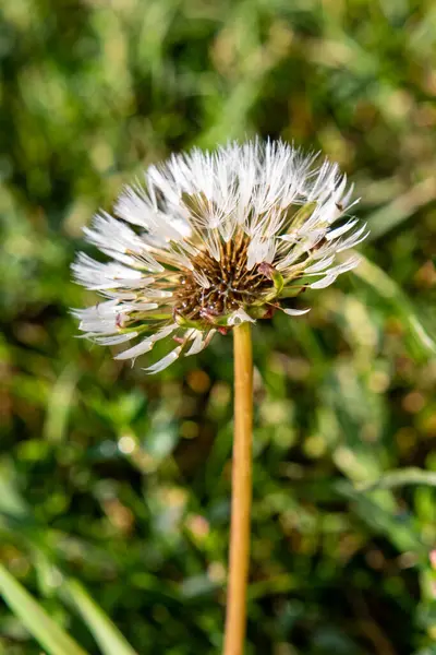 White Dandelion Rain Grass — Stock Photo, Image