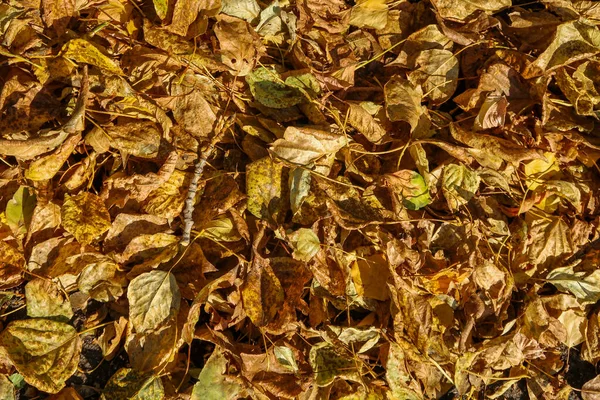 Verwelktes Graues Laub Auf Der Erde Als Herbsthintergrund — Stockfoto