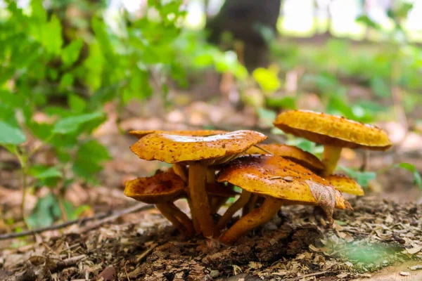 Autunno Funghi Crescono Nella Foresta Primo Piano — Foto Stock