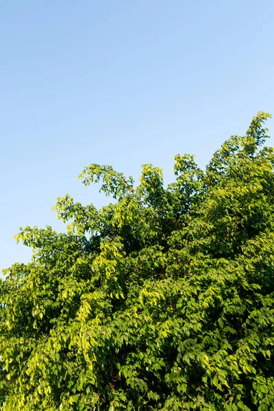 Gröna Blad Ett Fiktivt Träd Bakgrund Blå Himmel Vårens Naturlandskap — Stockfoto