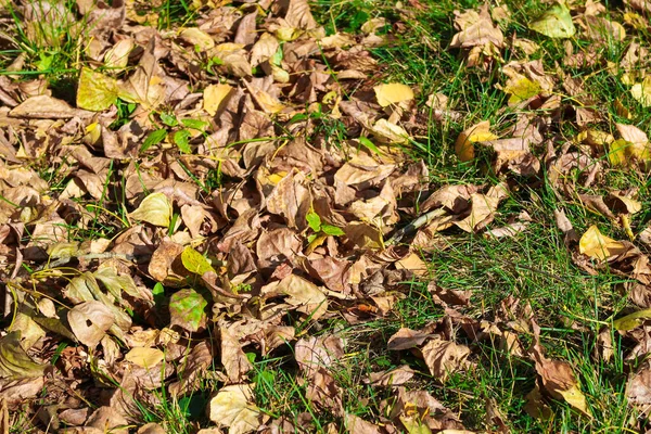 Fogliame Grigio Appassito Sulla Terra Come Sfondo Autunnale — Foto Stock