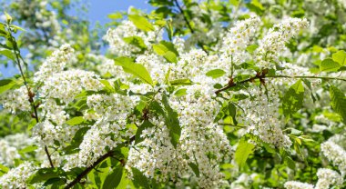 Ağaçların yeşil yapraklarında beyaz kiraz, doğanın ilkbaharı..