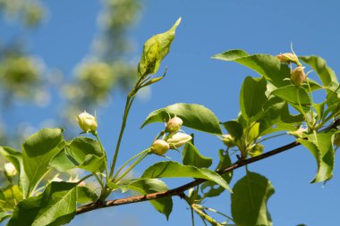 Ağaçların yeşil yapraklarında parlak pembe şeftali çiçekleri, baharda doğa..