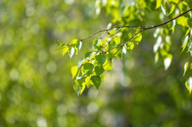 Baharda genç bir huş ağacının yeşil yaprakları, doğa..