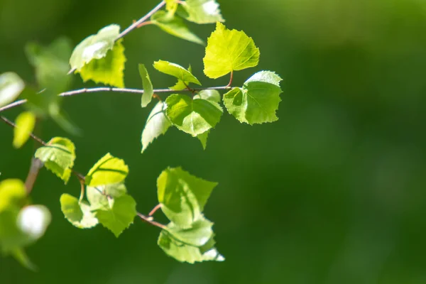 Zielona Brzoza Bliska Wiosenna Przyroda — Zdjęcie stockowe