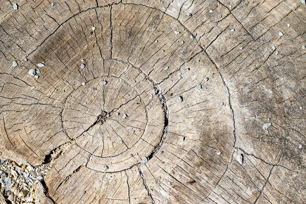 Texture Background Old Stump Tree — Stock Photo, Image