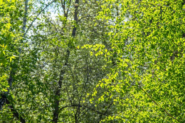 Bosque Abedul Verde Joven Claro Día Soleado Primavera — Foto de Stock