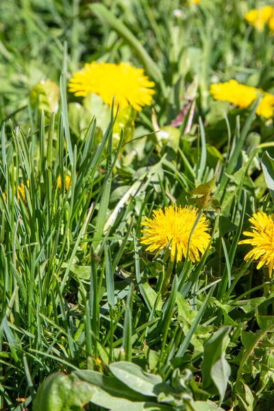 Žluté Pampeliškové Květy Zelené Trávě Jarní Příroda — Stock fotografie