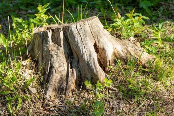 Textur Hintergrund Eines Alten Baumstumpfes — Stockfoto