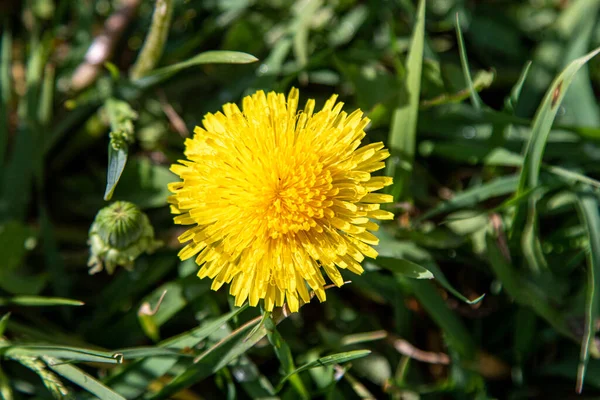 Żółte Kwiaty Mniszka Lekarskiego Zielonej Trawie Wiosna Natura — Zdjęcie stockowe
