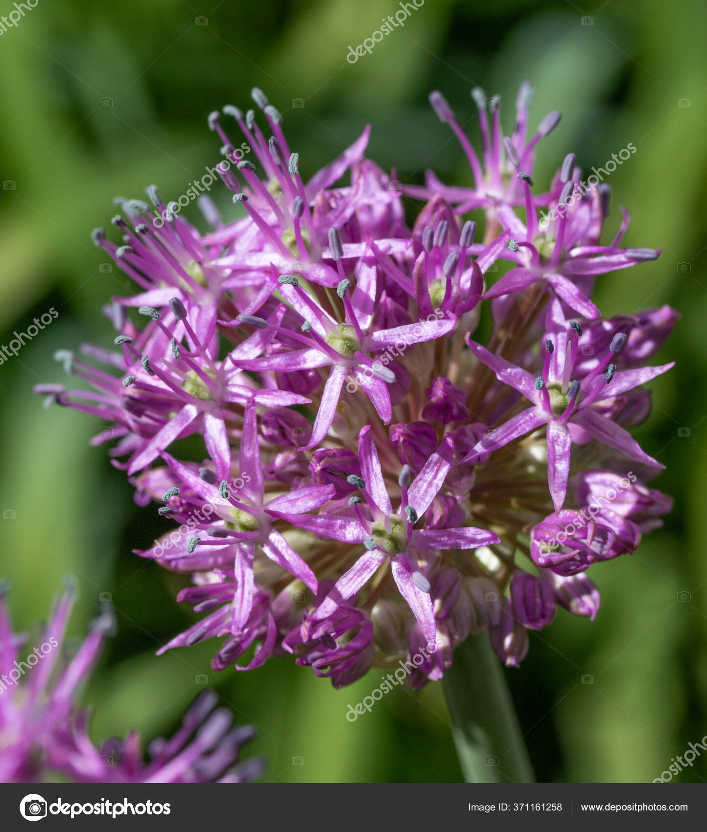 Purple Wild Garlic Flower Close — Stock Photo © kzwwsko 371161258