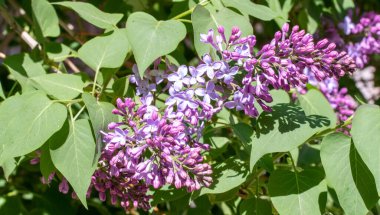Mor çiçekler leylak, bir ağacın yeşil yaprakları, bahar doğası..
