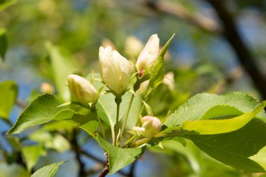 Ağaçların yeşil yapraklarında parlak pembe şeftali çiçekleri, baharda doğa..
