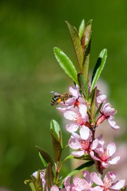 Bal arısı kiraz çiçeklerini döllüyor, bahar doğası..