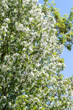 Elma ağacının beyaz çiçekleri, ağacın yeşil yaprakları. Doğa ilkbaharı çiçek açan meyve ağaçları.