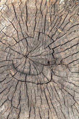 Eski bir kütük ağacının doku arkaplanı.