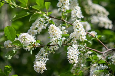 Beyaz kuş kirazı, yakın plan, bahar..