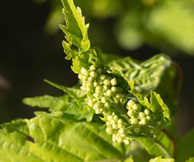 Genç yeşil yaprakların enfeksiyonu, yakın plan, damar.