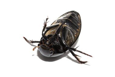 Bir hamamböceği beyaz bir arka planda izole edilir..