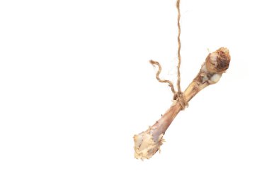 Bir tavuk kemiği, beyaz bir arka planda bir ipe ağırlık verir..