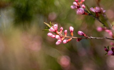 Ağaçların yeşil yapraklarında parlak pembe şeftali çiçekleri, baharda doğa..