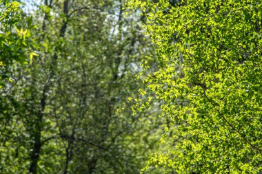 Yeşil huş ağacı genç, güneşli bahar günü.
