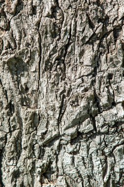 Eski bir kütük ağacının doku arkaplanı.