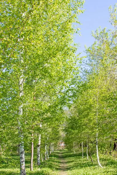Zelený Březový Les Mladý Jasný Slunečný Jarní Den — Stock fotografie