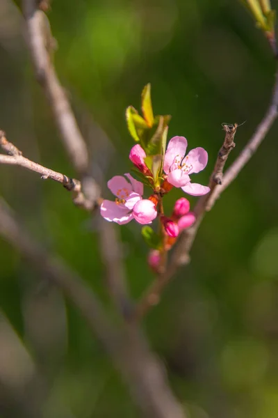 Ярко Розовые Персиковые Вишневые Цветы Зеленой Листве Деревьев Природа Весной — стоковое фото