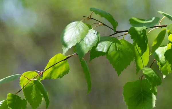 Foglie Betulla Verde Vicino Natura Primaverile — Foto Stock