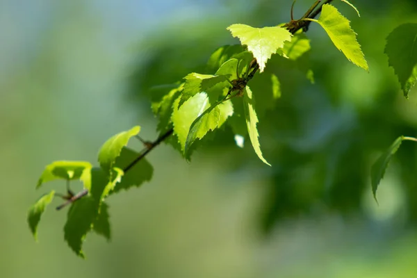 Zielona Brzoza Bliska Wiosenna Przyroda — Zdjęcie stockowe
