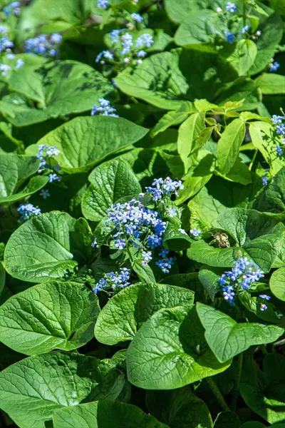 Kleine Blauwe Bloemen Grote Groene Bladeren Lente — Stockfoto