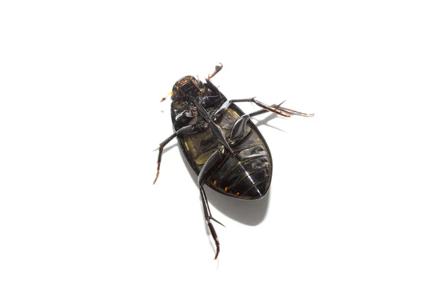 Bir Hamamböceği Beyaz Bir Arka Planda Izole Edilir — Stok fotoğraf