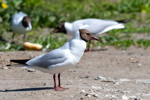 Gaivota Cabeça Preta Senta Chão Close Natureza — Fotografia de Stock