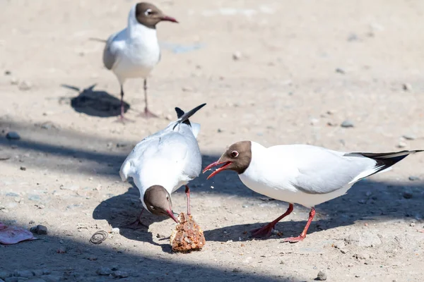 Gaivota Cabeça Preta Close Natureza — Fotografia de Stock